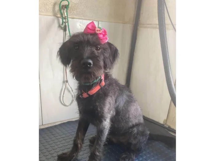 Cachorro ra a SRD-ViraLata idade 2 a 6 meses nome Luna