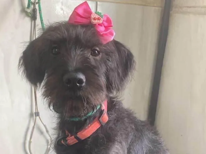 Cachorro ra a SRD-ViraLata idade 2 a 6 meses nome Luna