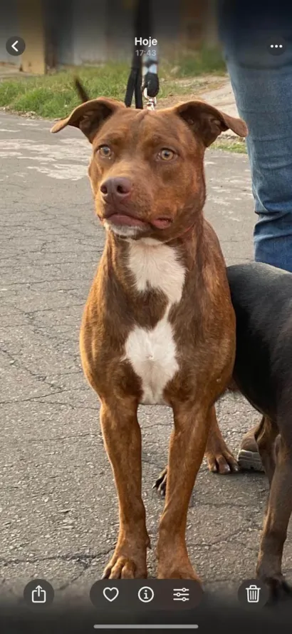Cachorro raça SRD-ViraLata idade 1 ano nome Peônia 