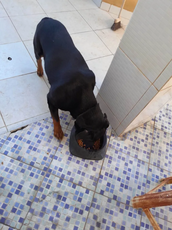 Cachorro ra a Rottweiler idade 4 anos nome Bento 