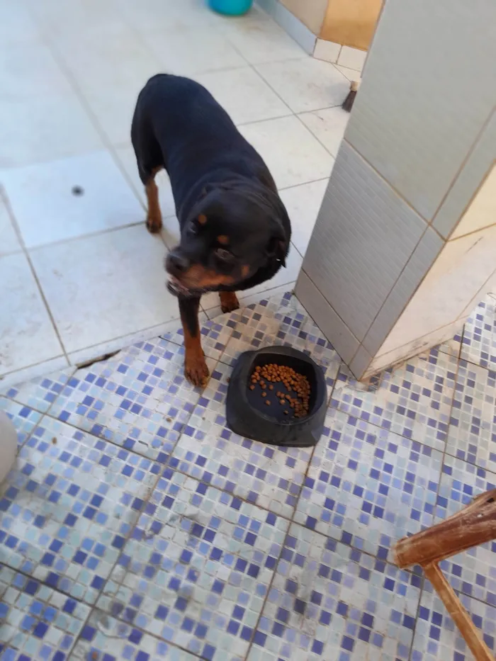 Cachorro ra a Rottweiler idade 4 anos nome Bento 