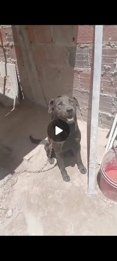 Cachorro raça Labrador idade 1 ano nome Spaik