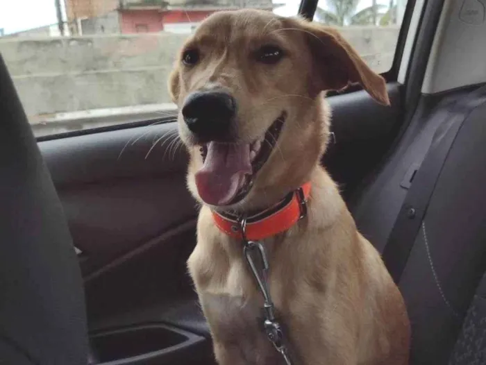 Cachorro ra a SRD-ViraLata idade 5 anos nome Paçoca 