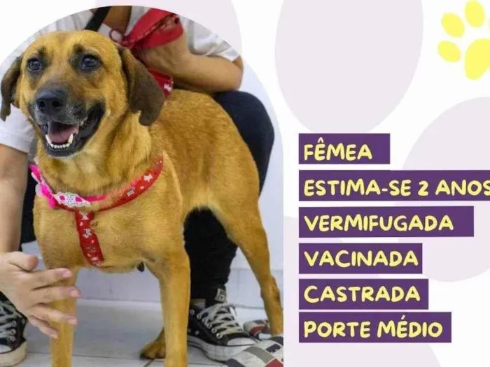 Cachorro ra a SRD-ViraLata idade 2 anos nome Princesa