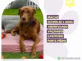 Cachorro ra a SRD-ViraLata idade 4 anos nome Ferrugem 