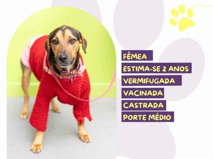 Cachorro ra a SRD-ViraLata idade 2 anos nome Amora :)