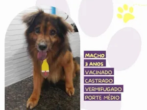 Cachorro raça SRD-ViraLata idade 3 anos nome Jeremias