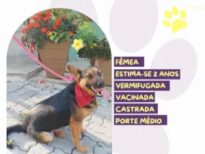 Cachorro raça SRD-ViraLata idade 2 anos nome Pipoca