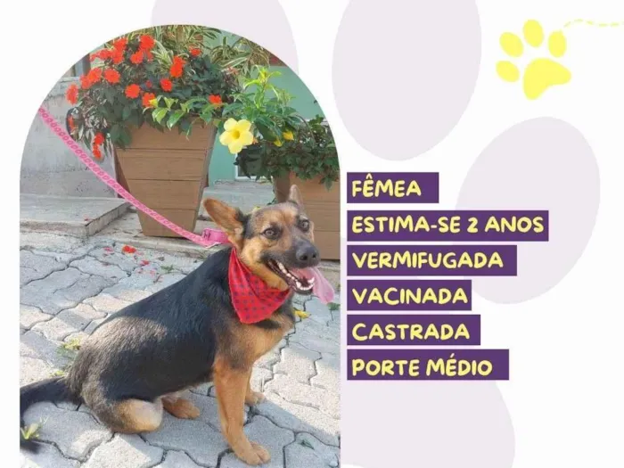 Cachorro ra a SRD-ViraLata idade 2 anos nome Pipoca