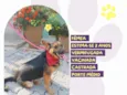 Pipoca