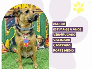 Cachorro raça SRD-ViraLata idade 4 anos nome Duck