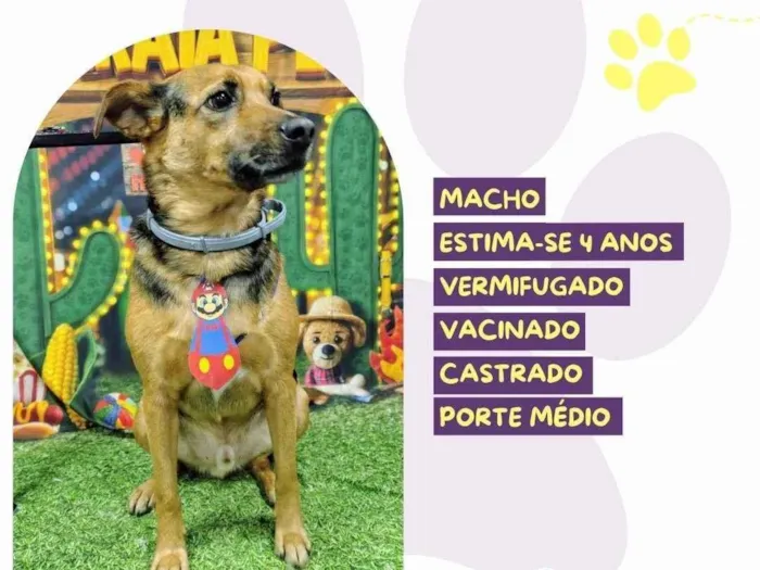 Cachorro ra a SRD-ViraLata idade 4 anos nome Duck