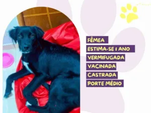 Cachorro raça SRD-ViraLata idade 1 ano nome Mabel