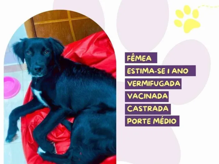 Cachorro ra a SRD-ViraLata idade 1 ano nome Mabel