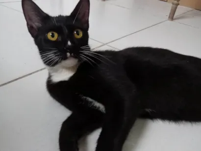 Gato raça SRD-ViraLata idade 7 a 11 meses nome Mine 