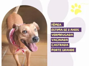 Cachorro raça SRD-ViraLata idade 3 anos nome Clarinha