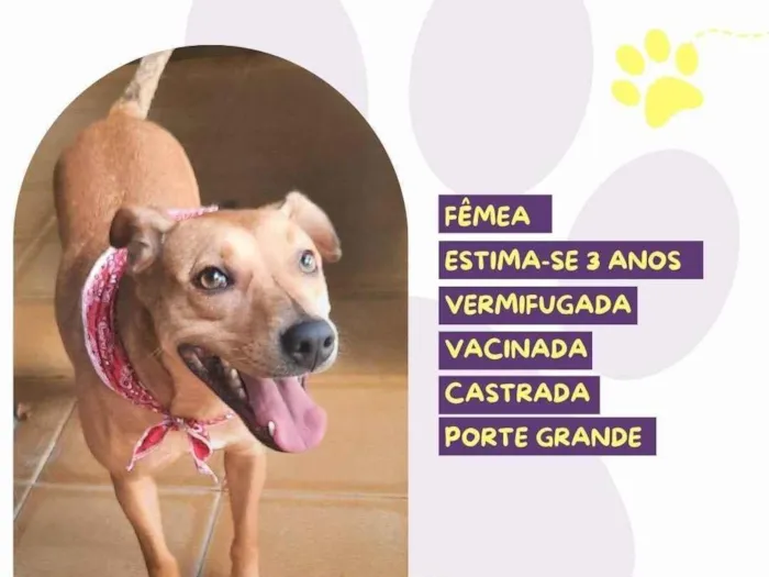 Cachorro ra a SRD-ViraLata idade 3 anos nome Clarinha