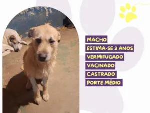 Cachorro raça SRD-ViraLata idade 3 anos nome Valentim