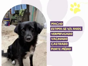Cachorro raça SRD-ViraLata idade 4 anos nome Breno
