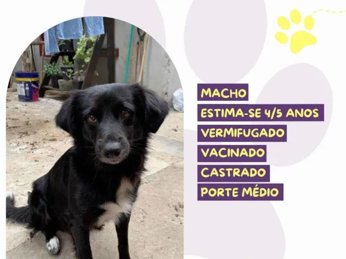 Cachorro ra a SRD-ViraLata idade 4 anos nome Breno