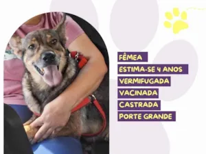 Cachorro raça SRD-ViraLata idade 4 anos nome Loba