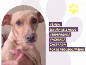 Cachorro raça SRD-ViraLata idade 2 anos nome Mel