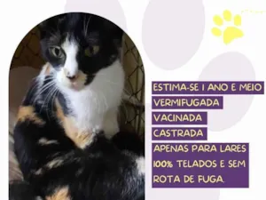 Gato raça SRD-ViraLata idade 1 ano nome Ananda