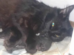 Gato raça SRD-ViraLata idade 2 a 6 meses nome Sem nome