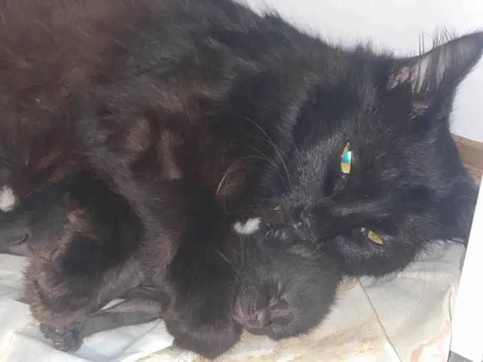 Gato ra a SRD-ViraLata idade 2 a 6 meses nome Sem nome