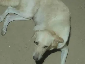Cachorro raça Labrador idade 5 anos nome Helen suzane