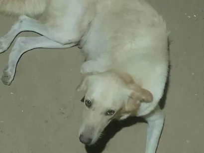 Cachorro raça Labrador idade 5 anos nome Helen suzane