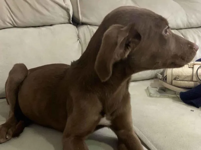Cachorro ra a SRD-ViraLata idade 2 a 6 meses nome Torrada