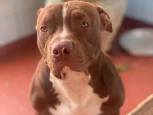 Cachorro raça Pit-Bull idade 2 anos nome Ivar