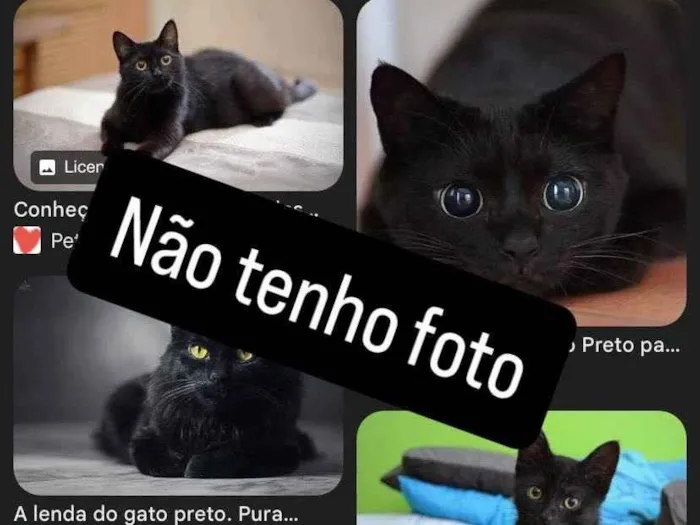 Gato ra a SRD-ViraLata idade 2 anos nome de rua (não sei)
