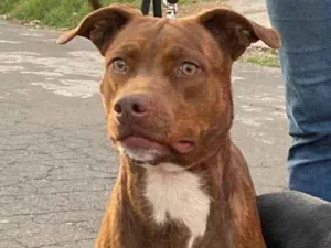 Cachorro raça SRD-ViraLata idade 1 ano nome Peônia 