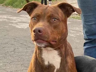Cachorro raça SRD-ViraLata idade 1 ano nome Peônia 