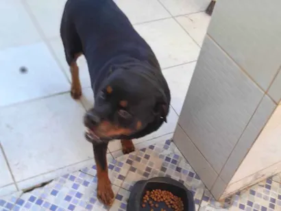 Cachorro raça Rottweiler idade 4 anos nome Bento 