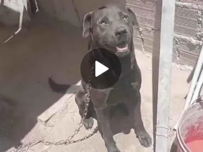 Cachorro raça Labrador idade 1 ano nome Spaik