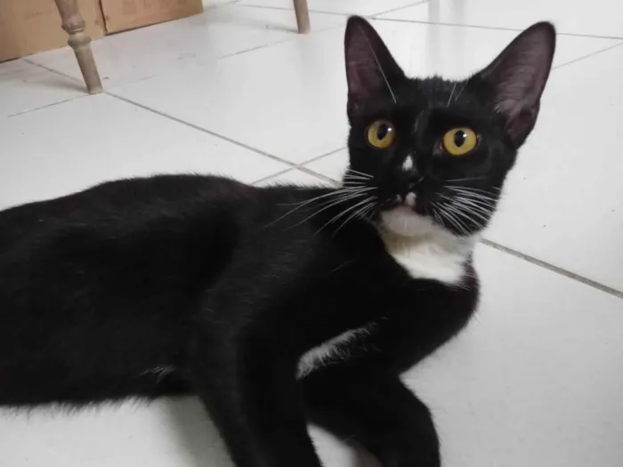 Gato ra a SRD-ViraLata idade 7 a 11 meses nome Mine 
