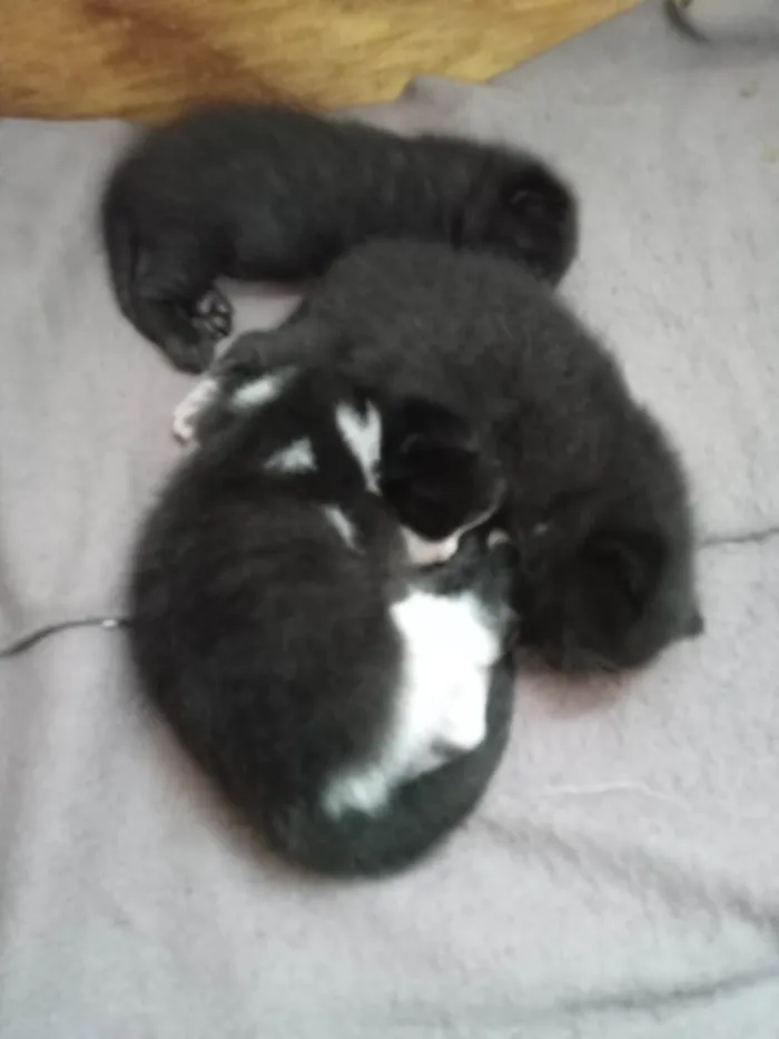 Gato ra a SRD-ViraLata idade Abaixo de 2 meses nome Sem nome definido