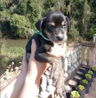 Cachorro ra a SRD-ViraLata idade Abaixo de 2 meses nome sem nome