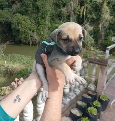 Cachorro ra a SRD-ViraLata idade Abaixo de 2 meses nome sem nome