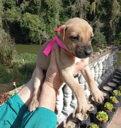 Cachorro ra a SRD-ViraLata idade Abaixo de 2 meses nome sem nome