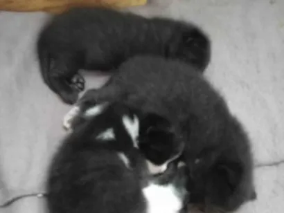 Gato raça SRD-ViraLata idade Abaixo de 2 meses nome Sem nome definido