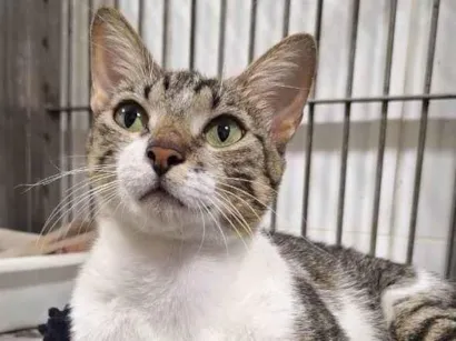 Gato raça SRD-ViraLata idade 1 ano nome Safira
