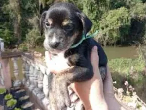 Cachorro raça SRD-ViraLata idade Abaixo de 2 meses nome sem nome
