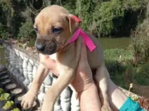 Cachorro raça SRD-ViraLata idade Abaixo de 2 meses nome sem nome