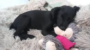 Cachorro raça SRD-ViraLata idade 2 a 6 meses nome Cacau