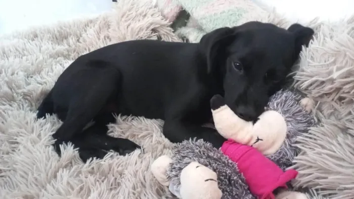 Cachorro ra a SRD-ViraLata idade 2 a 6 meses nome Cacau