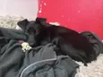 Cacau